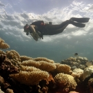 A diver swims over a bleaching reef in BIOT. Photo: Derek Manzello/KSLOF