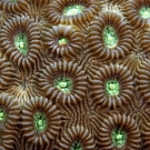 Coral close-up. Photo: Derek Manzello/KSLOF