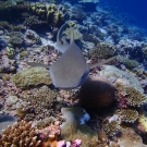 Nurse shark in BIOT. Photo: Anderson Mayfield/KSLOF