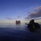 Coral reef ecologist Alex Dempsey surfaces from a sunset dive in BIOT.  Photo: Anderson Mayfield/KSLOF