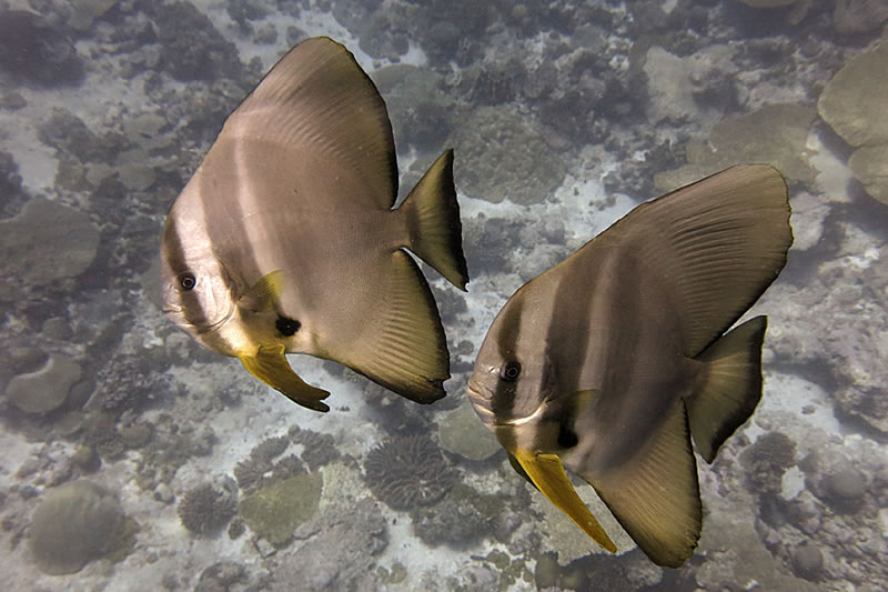 A pair of circular spadefish (Platax orbicularis) join us for a safety stop.