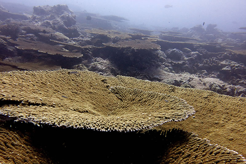 Acropora tables are a dominant feature of many reefs in Chagos.