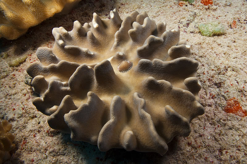 Black-spotted Egg Cowrie (Calpurnus verrucosus) on Lobophytum leather coral.