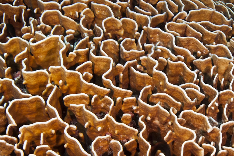 Bladelike plates of the Blue Coral (Heliopora coerulea) form a mazelike structure.