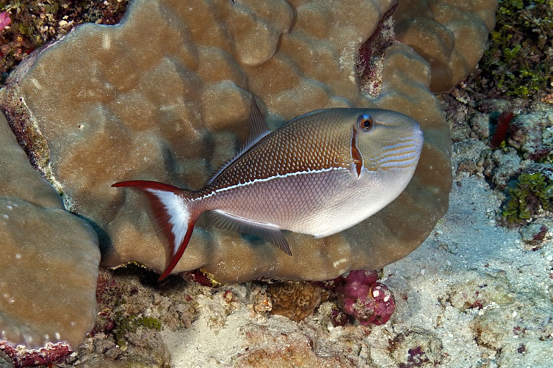 Blue-lined Triggerfish (Xanthichthys caeruleolineatus).