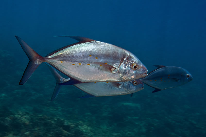 Pair of large Bluefin Trevally (Caranx melampygus) come by for a close inspection.