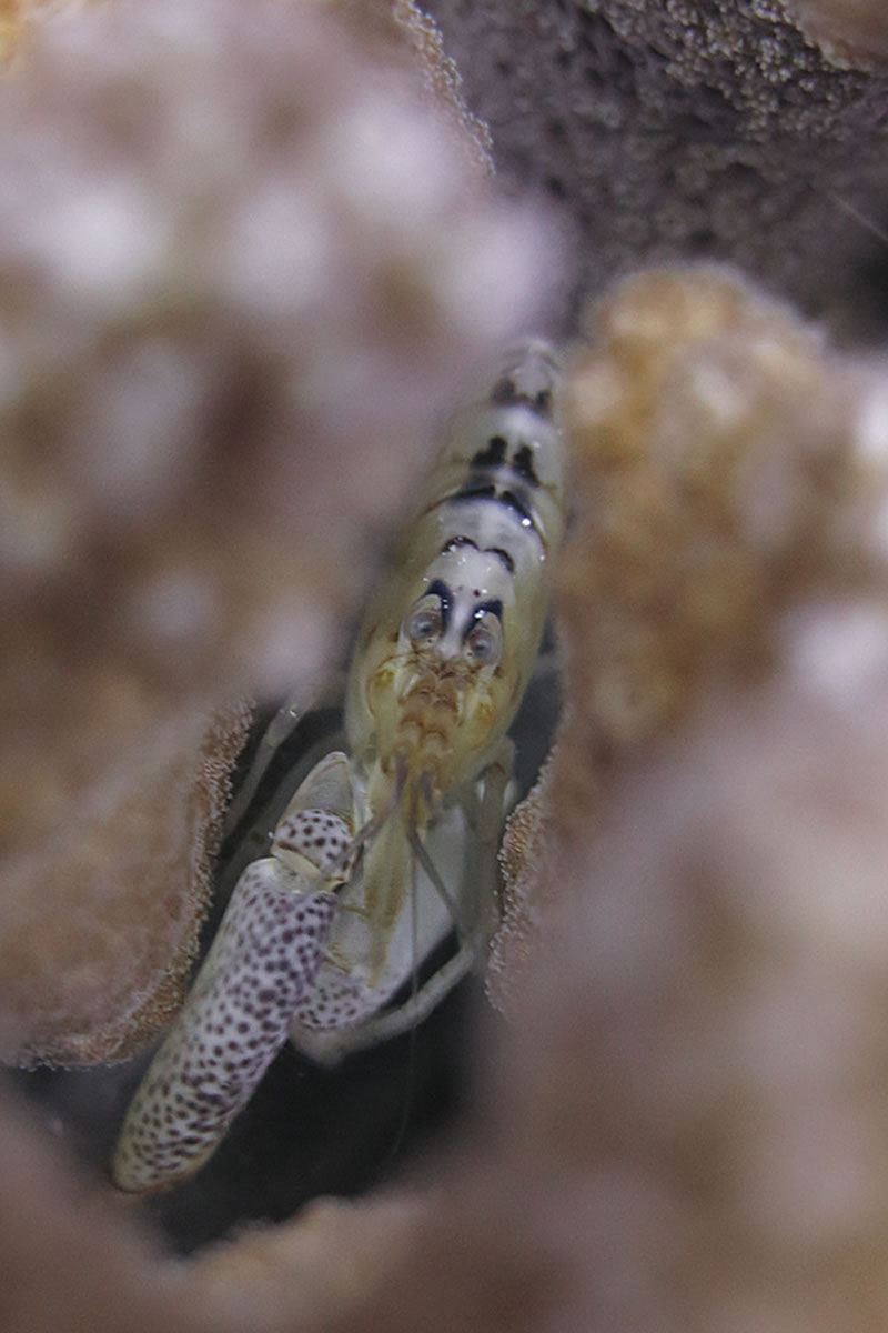 Coral snapping shrimp live inside of Pocillopora colonies for shelter, and in exchange protect the coral from predators.
