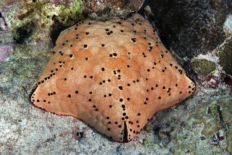 Cushion Sea Star (Culcita sp.)
