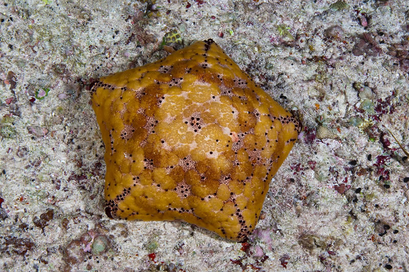 Cushion Stars (Culcita sp.) are very common on the reef flat.