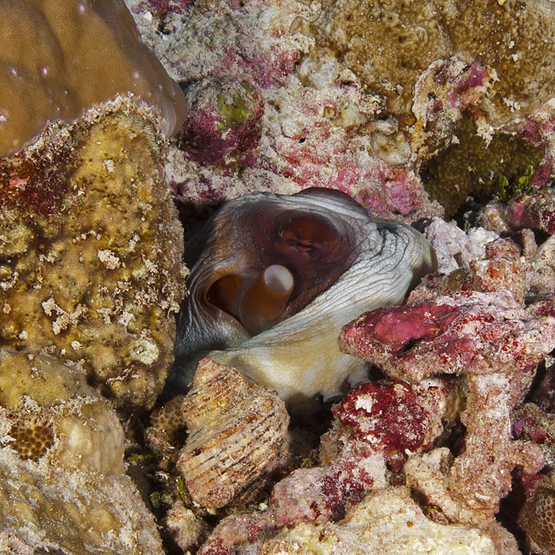 Day Octopus (Octopus cyanea) hiding in its burrow lined by rocks and shells.