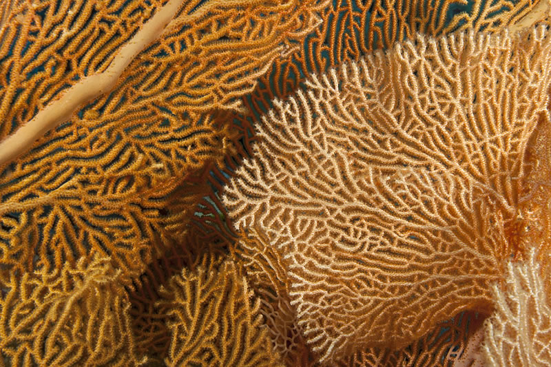 Detail of organgish pink gorginian sea fan showing tiny orange polyps scattered along the network of branches.