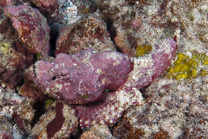 Devil Scorpionfish (Scorpaenopsis diabolus) blends in amazingly well with the pink Crustose Coraline Algae.