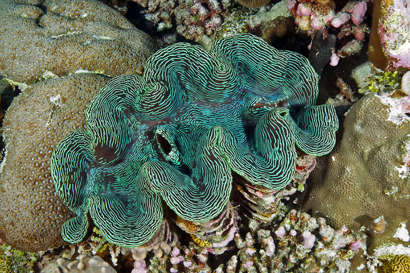 Fluted Giant Clam (Tridacna squammosa) with electric blue striped mantle.