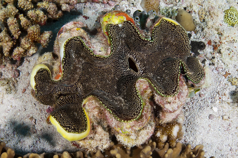 Fluted Giant Clam (Tridacna squammosa) with spotted mantle.