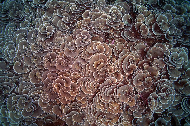 Foliose plates of Echinopora coral form a spiraled pattern when viewed from above.