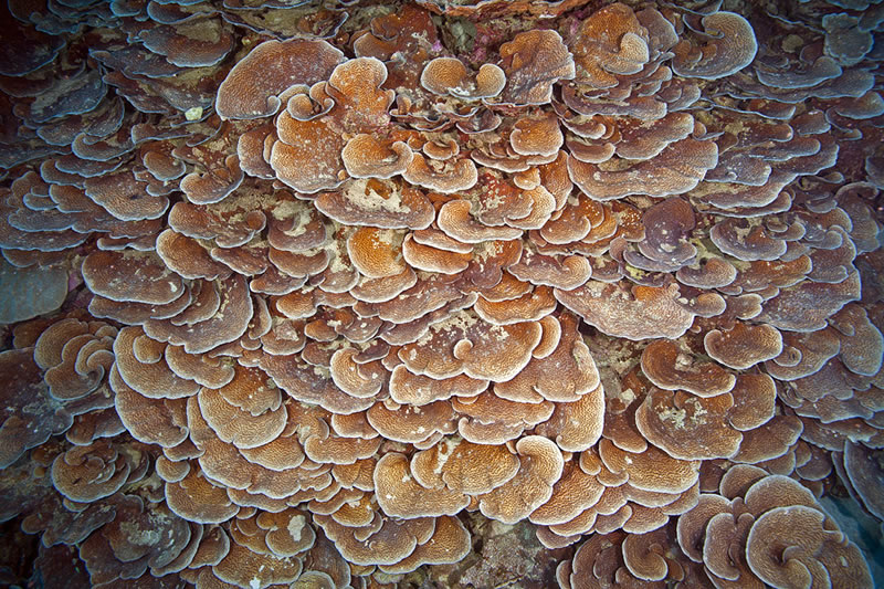 Foliose plates of Echinopora plate coral cascade down the reef slope.