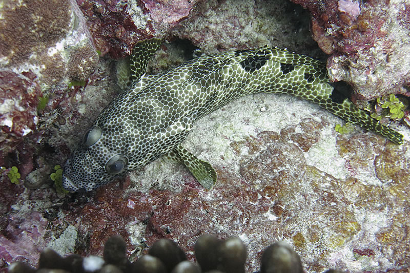 Foursaddle grouper (Epinephelus spilotoceps).