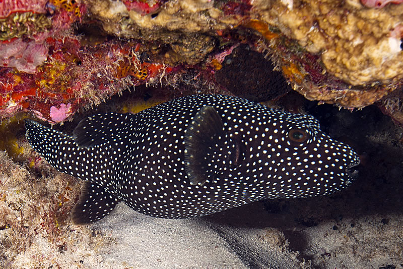 Guineafowl Puffer (Arothron meleagris) black spotted form.