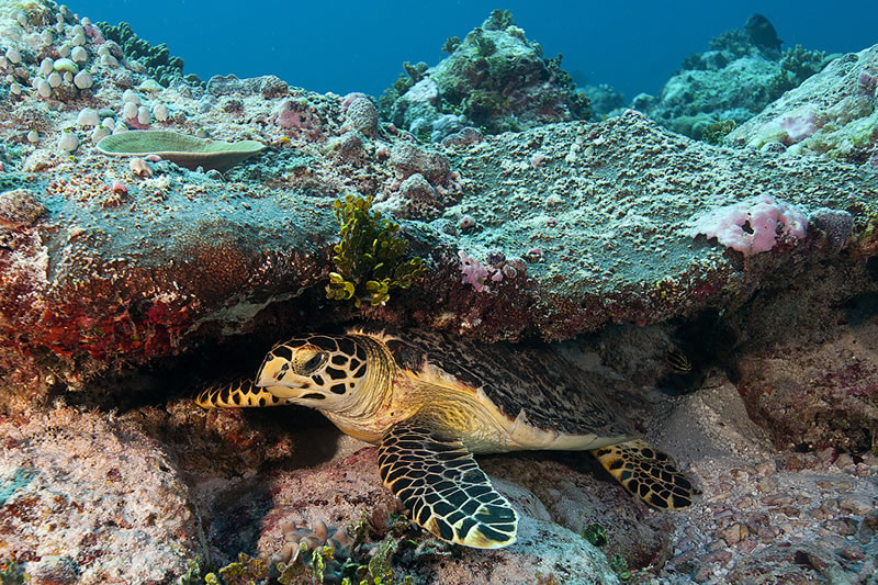 Hawksbill Turtle (Eretmochelys imbricata) sleeping under a ledge during a morning dive.