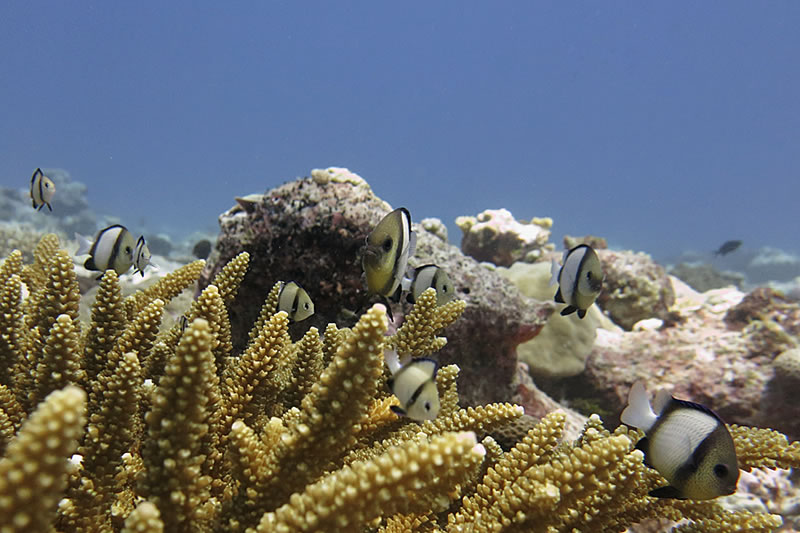 Indian dascyllus (Dascyllus marginatus) find refuge in a colony of branching Acropora coral.