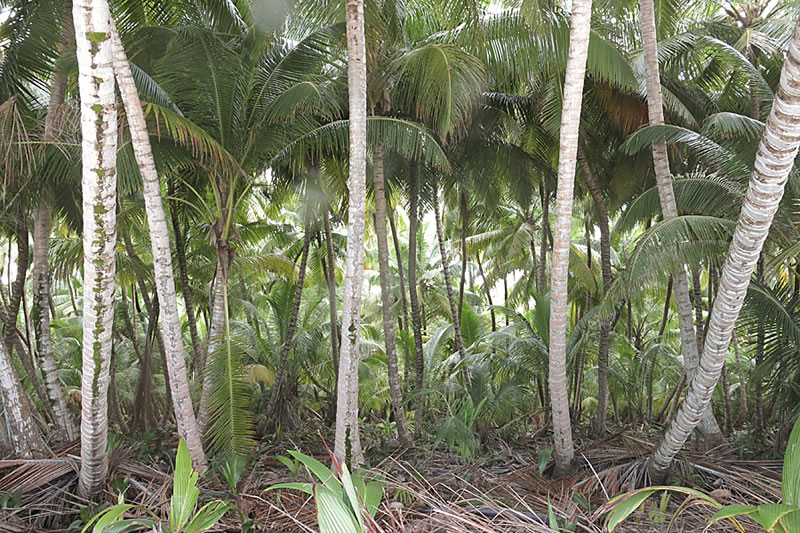 Islands of the Three Brothers group in the Chagos Archipelago have thick palm forests
