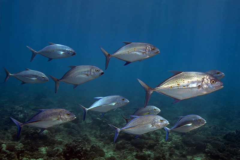 Mixed school of Bluefin Trevally (Caranx melampygus) and Yellow-spotted Trevally (Carangoides orthogrammus).