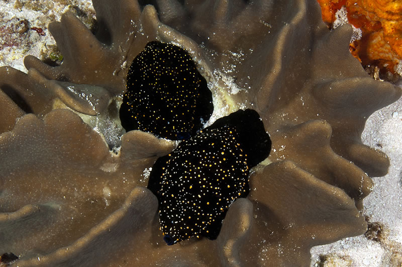 Pair of Common Egg Cowries (Ovula ovum) showing black patterned mantle while feeding upon a leather coral.