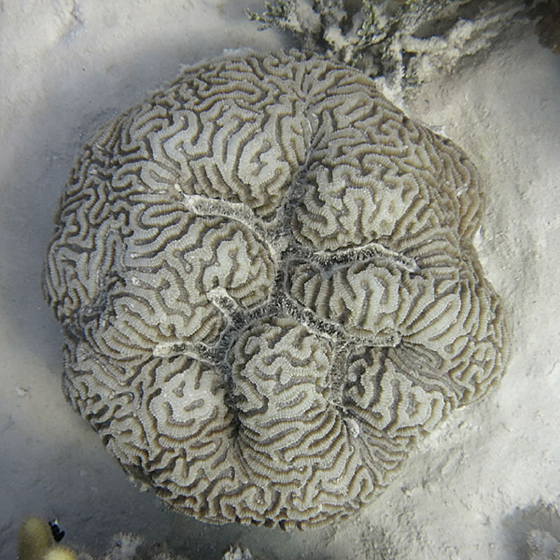 Platygyra brain coral.
