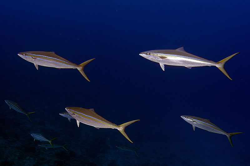 Small school of Rainbow Runners (Elagatis bipinnulatus) that buzzed us on our safety stop at the end of the dive.