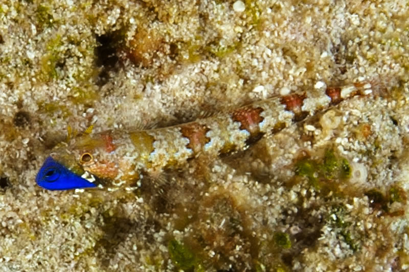 Tiny (finger size) Redmarbled Lizardfish (Synodus rubromarmoratus) snapped up an even tinier blue damselfish.