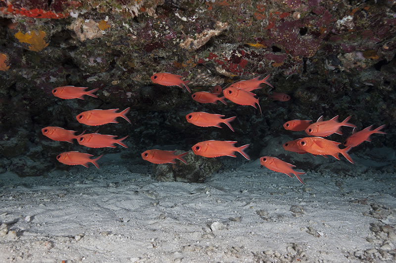 School of Whitetip Soldierfish (Myripristis vittata) orient themselves to the roof of an overhanging ledge.