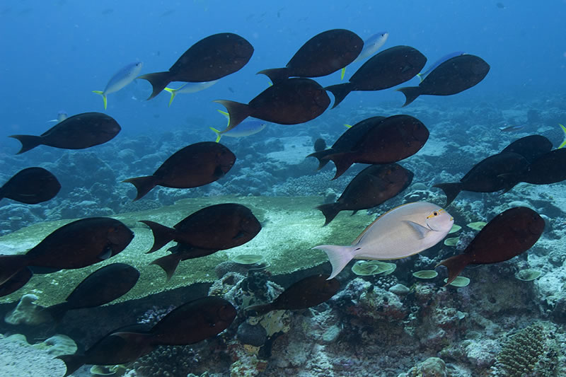 School of Yellowmask Surgeonfish (Acanthurus mata) with one pale individual which turned dark a moment after this photo.