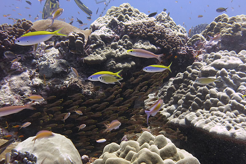 Schools of small fish will often find shelter from predators in the crevices between live corals.