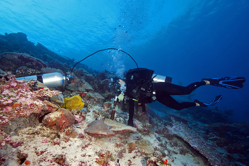 Lauren Valentino operates a pneumatic hand drill powered by a scuba tank to use a diamond tipped hole saw to extract sample corals from Porites lobata colonies. The cores are later sliced thinly and imaged with a CAT scanner to count the growth bands determining the growth rate of the colony.