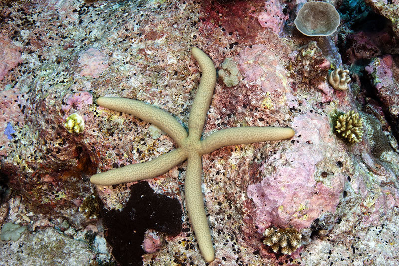 Sea star (Linckia laevigata).