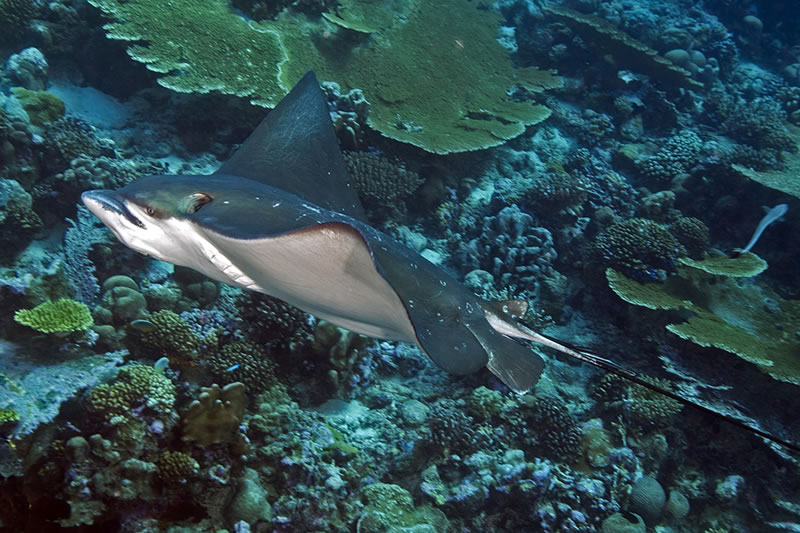 A relatively unspotted form of the Spotted Eagle Ray (likely Aetobatus narinari).