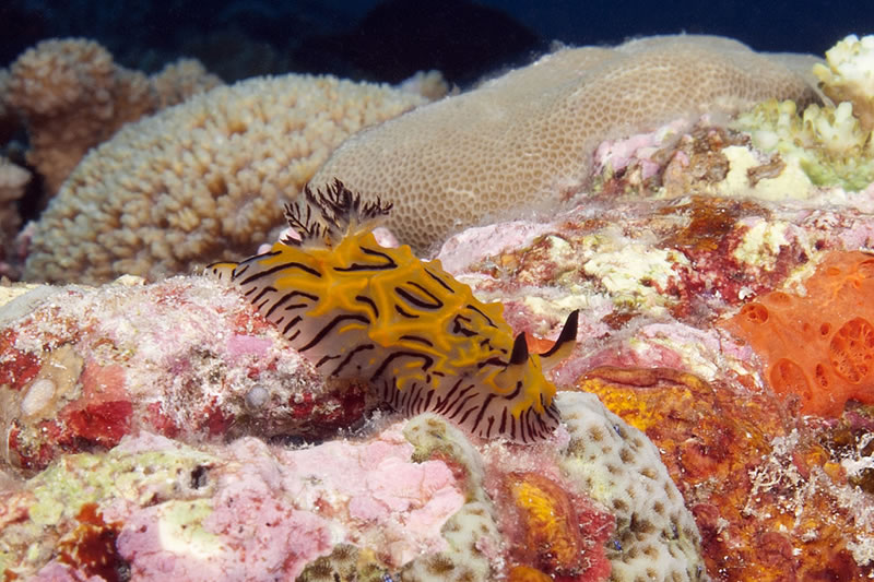 The tiny Willey\'s Halgerda nudibranch (Halgerda willeyi) are regularly seen in the Chagos Archipelago.