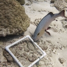 A curious red snapper (Lutjanus bohar) investigates a pvc quadrat used for counting coral recruits.