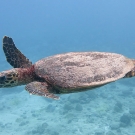 A green sea turtle (Chaelonia mydas) joins us on our safety stop.