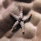 A noduled sea star (Fromia nodosa) sits atop a Porites colony.