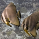 A pair of circular spadefish (Platax orbicularis) join us for a safety stop.