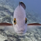 A red snapper (Lutjanus bohar) comes in for a close-up!