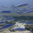 A school of bluestreak fusiliers (Plectrocaesio tile) cruises through the reef.