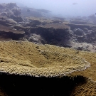 Acropora tables are a dominant feature of many reefs in Chagos.