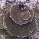 Acropora tables can grow to be many meters in diameter and will often grow over one another in competition for light on the reef.