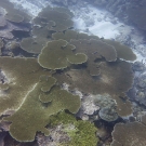 Acropora tables will continue to grow until they either overgrow each other or until their edges meet, where a competition zone will form.