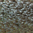 Polarized school of Black-nosed Cardinalfish (Rhabdamia cypselurus) and Golden Sweeper (Parapriacanthus ransonneti).