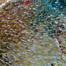 Scattered school of Black-nosed Cardinalfish (Rhabdamia cypselurus) and Golden Sweeper (Parapriacanthus ransonneti).