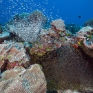 Dense cloud of Black-nosed Cardinalfish (Rhabdamia cypselurus) swarm out from under ledge.