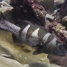Black saddle grouper (Plectropomus laevis).